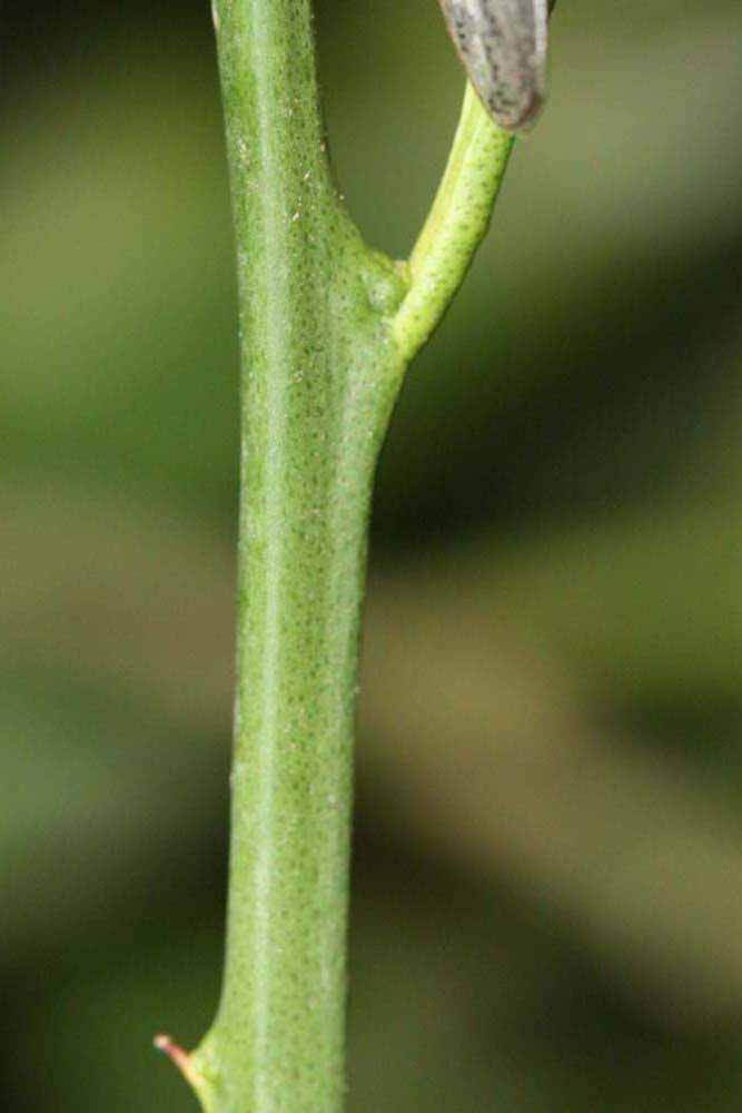            First year twig (Riverside, CA)   